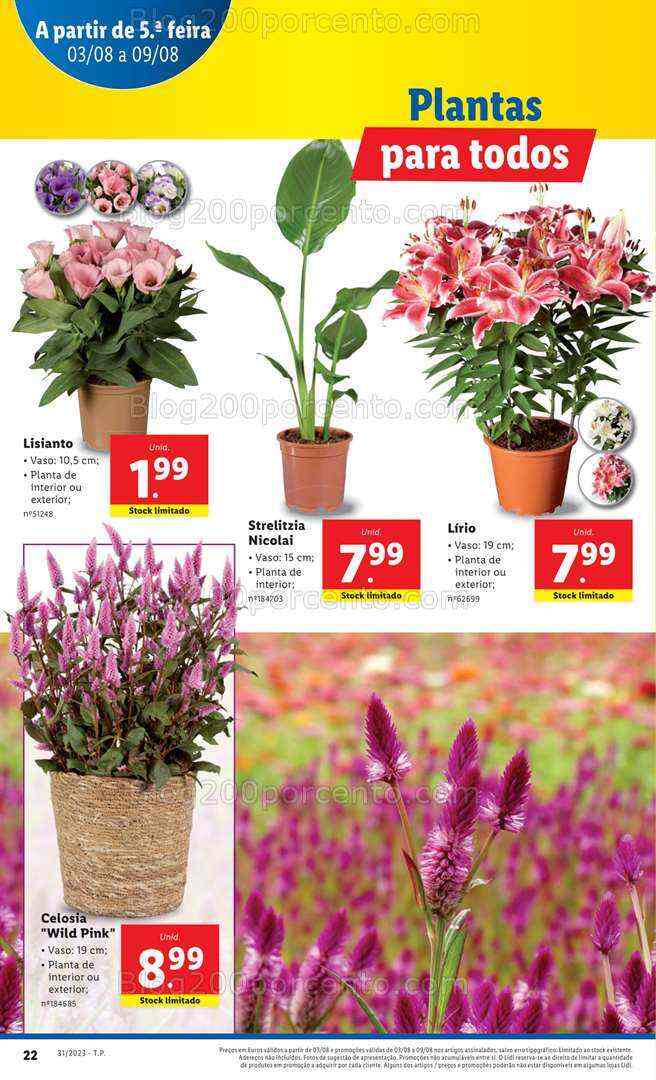 Antevisão Folheto LIDL Mercado de Plantas Promoções de 3 a 9 agosto