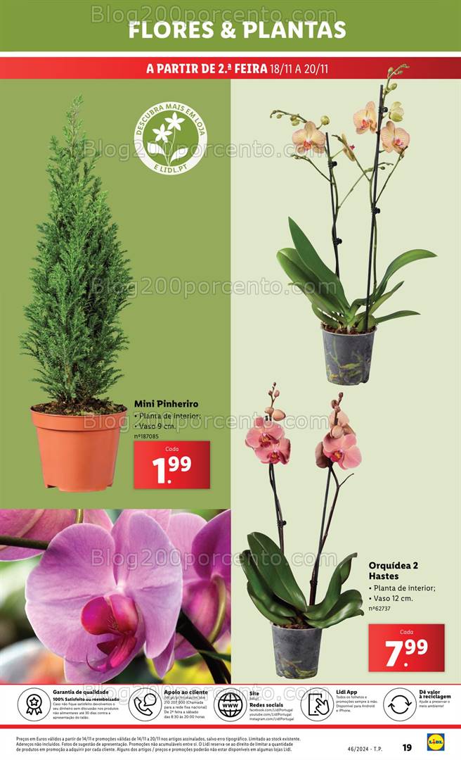 Antevisão Folheto LIDL Mercado de Plantas Promoções de 14 a 20 novembro