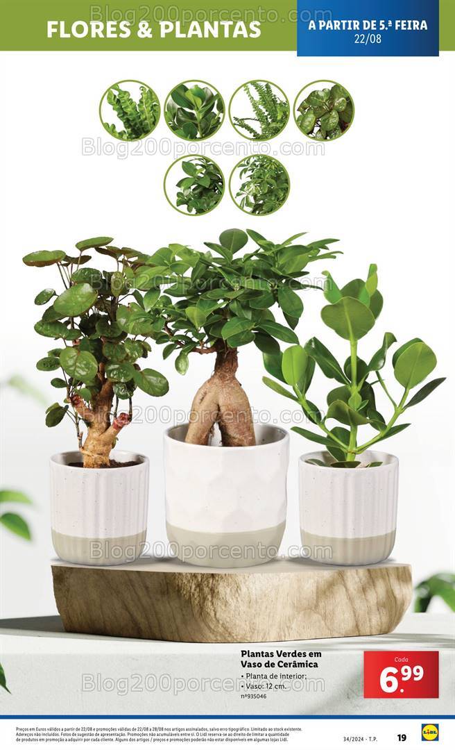 Antevisão Folheto LIDL Mercado de Plantas Promoções de 22 a 28 agosto