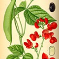 Illustration_Phaseolus_coccineusDP.jpg