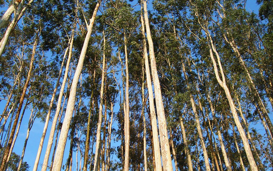 eucaliptos_site-925x578.jpg eucaliptos_site-925x578.jpg