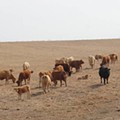 Vacas-a-pastar-810x382.jpg