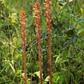Orobanche-nepetae-MPorto-683x1024.jpeg