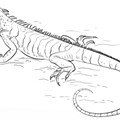 Iguana-1.png