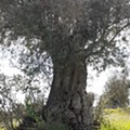 Oliveira com tronco característico. Foto original. 13.04.22.