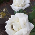 Rosas brancas com uma intrusa. Original. Jul 23.