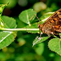 IMG_2786borboleta.JPG
