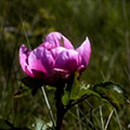 IMG_5759Rosa.jpg