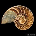 concha-fosil-de-un-nautilus.jpg