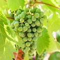 Noval Vintages 2019