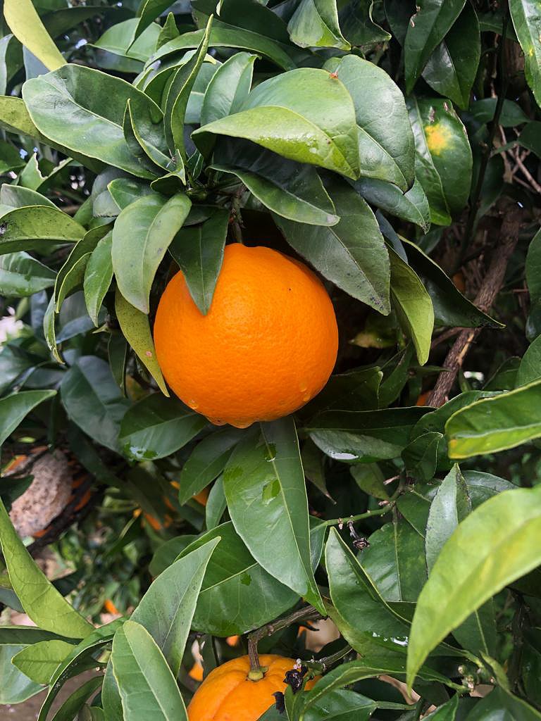 laranjas.jpeg