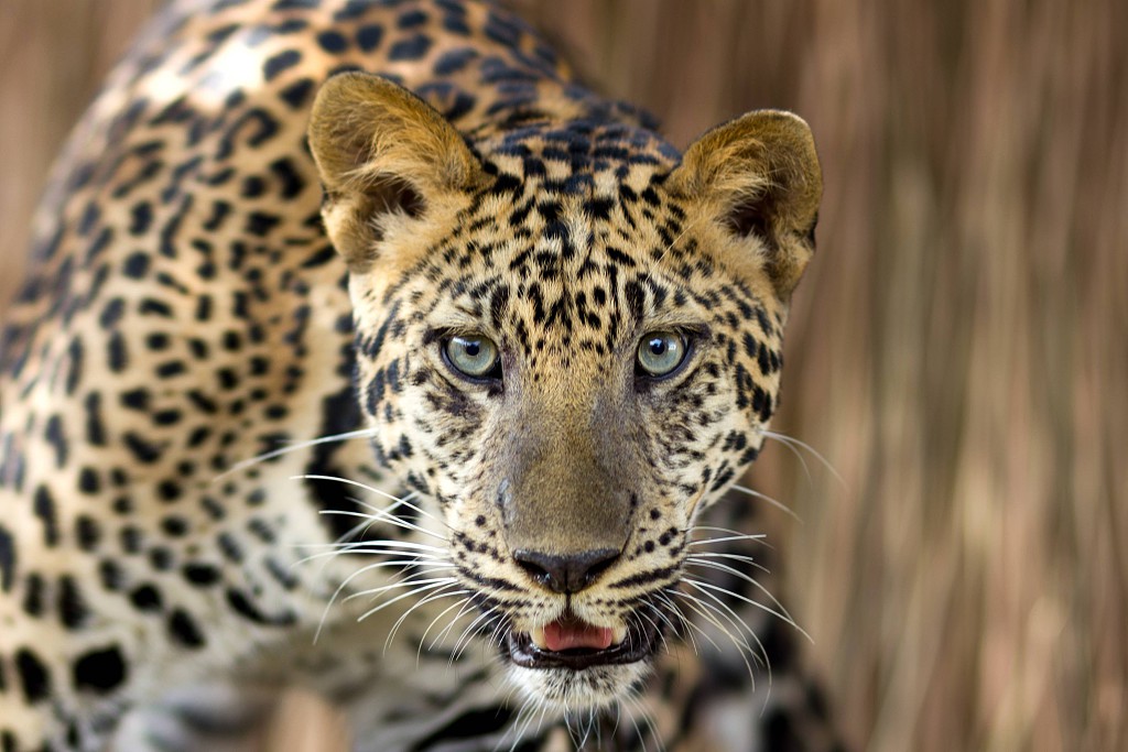 leopardo.jpeg