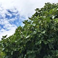 IMG_0232.JPG