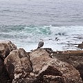 IMG_8531.JPG