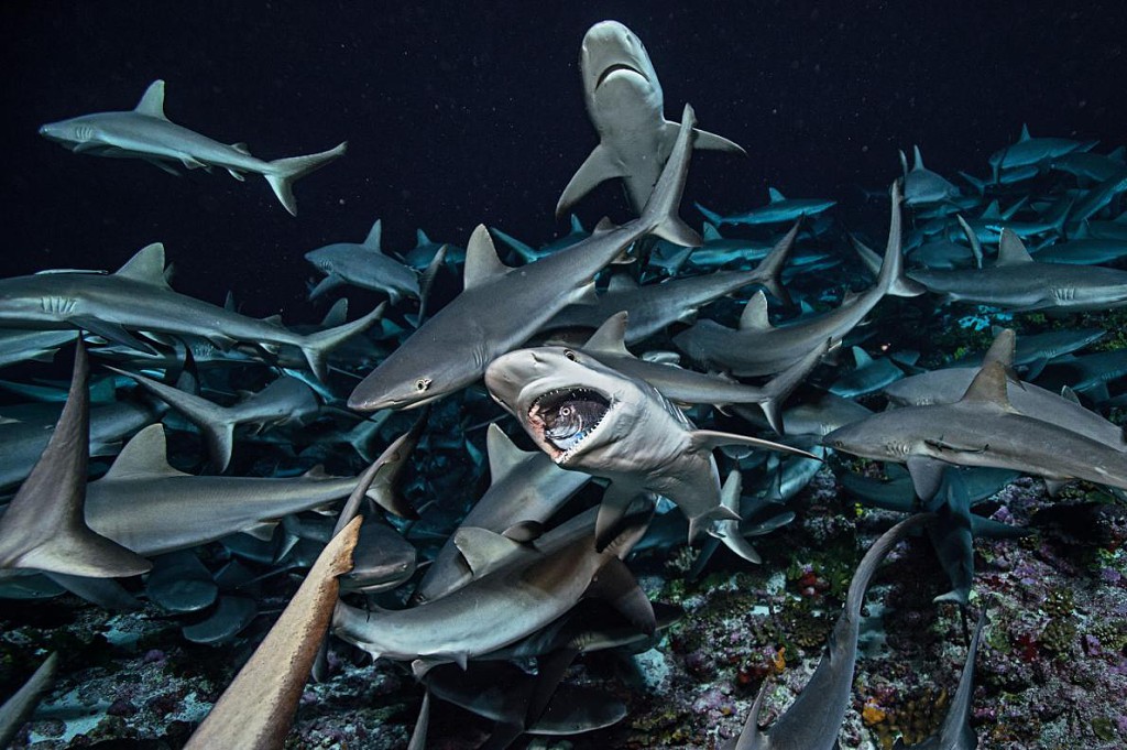 shark-frenzy-breeding-groupers-french-polynesia.jpg