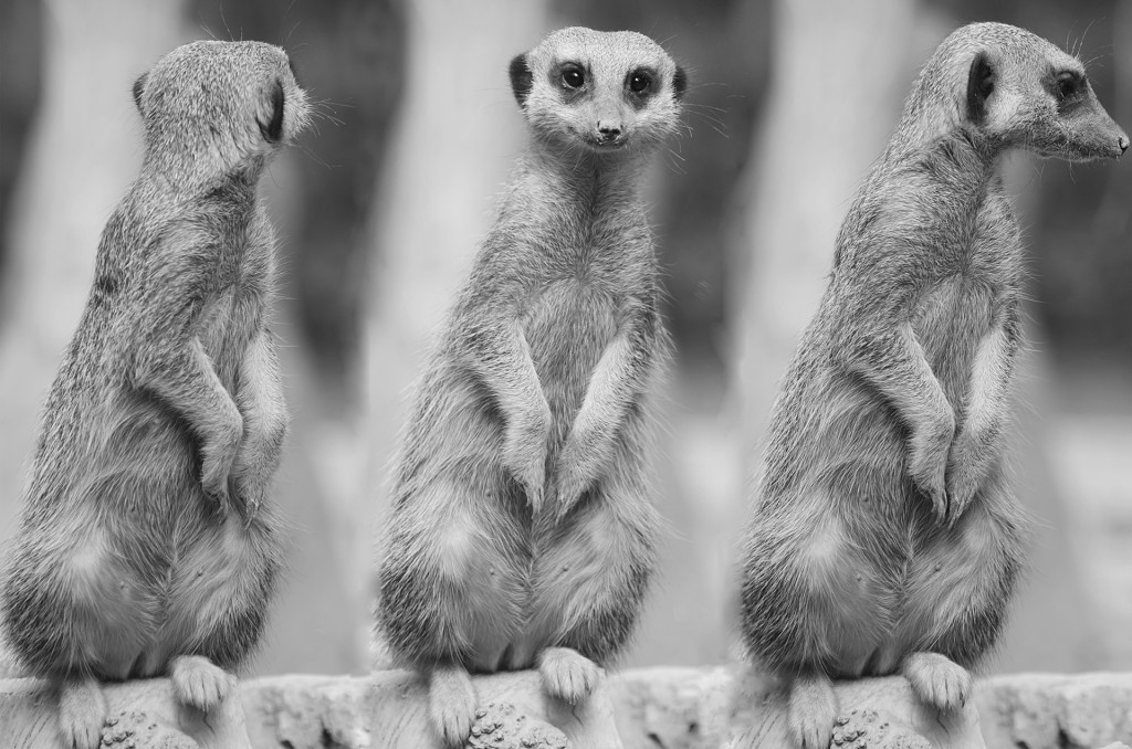 suricate-or-meerkat-sitting.jpg