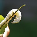 silkworm-5370807_1280.jpg