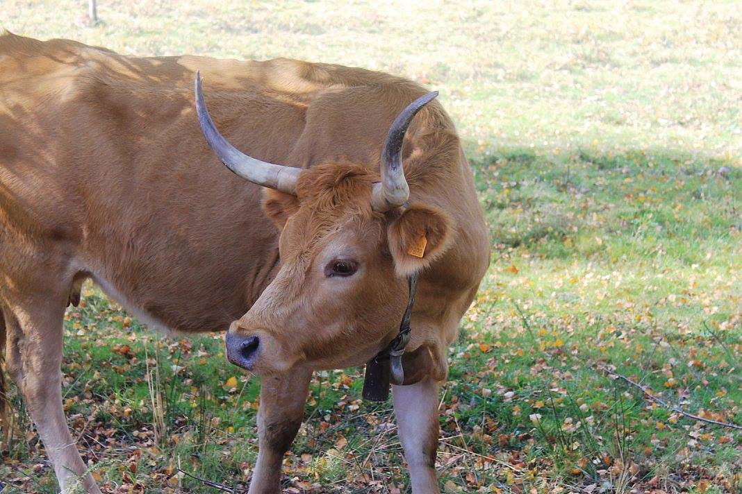 vaca Cachena