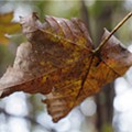 falling-leaf-691524_1920.jpg