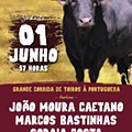 Touros na Moita em domingo de sol - Cultura - Correio da Manhã