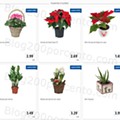Antevisão Folheto LIDL Mercado de plantas