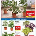 Antevisão Folheto LIDL Mercado de Plantas Promoções de 30 agosto a