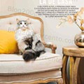 ECI Pets