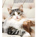 ECI Pets