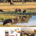 LIDL a minha terra