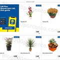 Antevisão Folheto LIDL Promoções de 8 a 14 agosto - Versão Completa