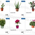 Antevisão Folheto LIDL Promoções de 8 a 14 agosto - Versão Completa