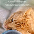 Antevisão Folheto LIDL Especial Animais Promoções a partir de 3 outubro