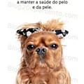 Antevisão Folheto LIDL Especial Animais Promoções a partir de 3 outubro