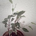 IMG_20180203_182036.jpg