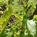 IMG_20210424_163615.jpg