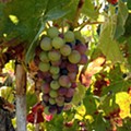 IMG_20210726_175633.jpg