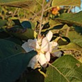 IMG_20221014_182433.jpg