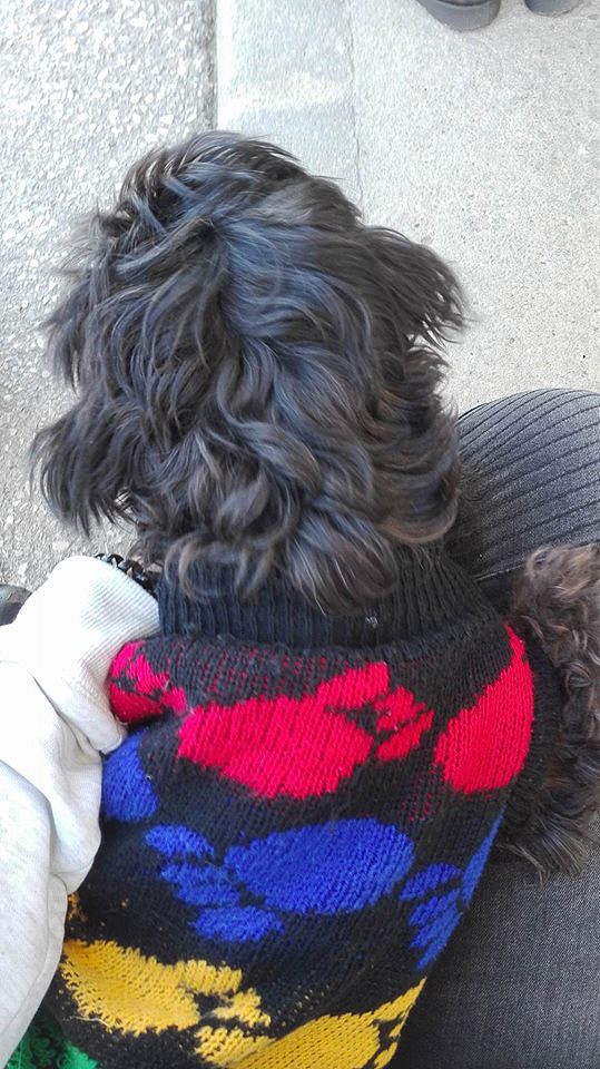 15139279_1318700358149998_1854253687_n.jpg 15139279_1318700358149998_1854253687_n.jpg