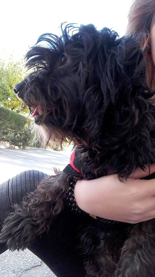 15211793_1318700428149991_275326693_n.jpg 15211793_1318700428149991_275326693_n.jpg