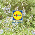 Jardim-lidl-8-abril-36.jpg