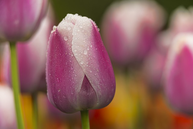 Tulipa01.jpg