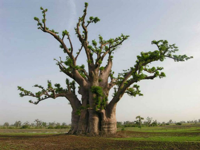 Adansonia-digitata-Baobab1-1.jpg