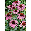echinacea-angustifolia.jpg