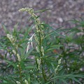 artemisia-vulgaris.jpg