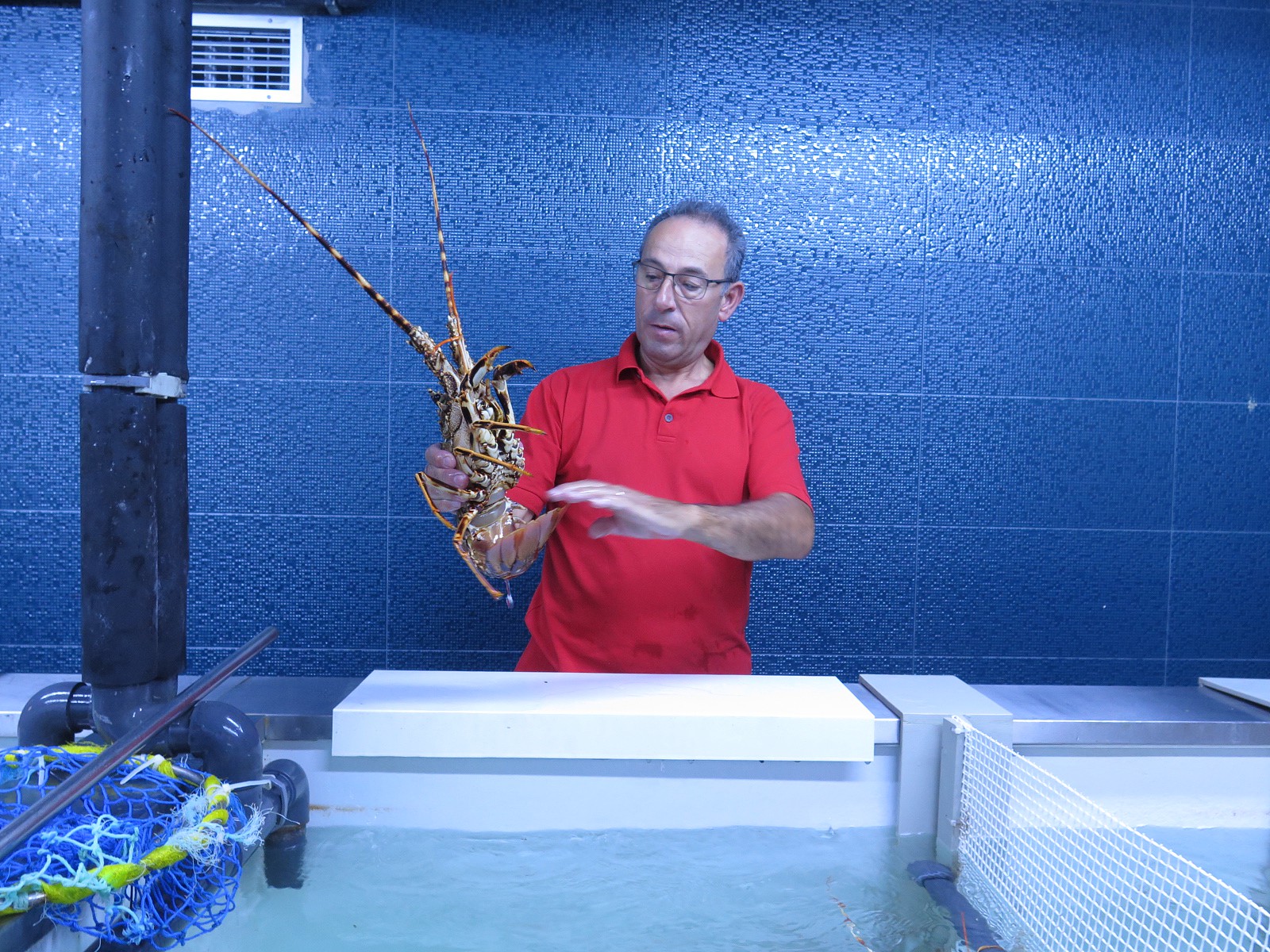 Chefe de sala Luís Martinho e uma lagosta viva, acabada de retirar do tanque